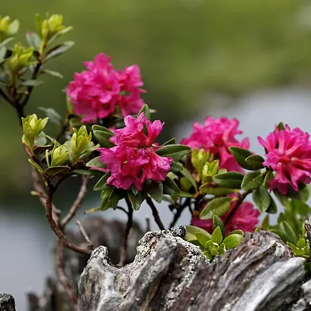 Fernerblick Apartment Neustift im Stubaital
