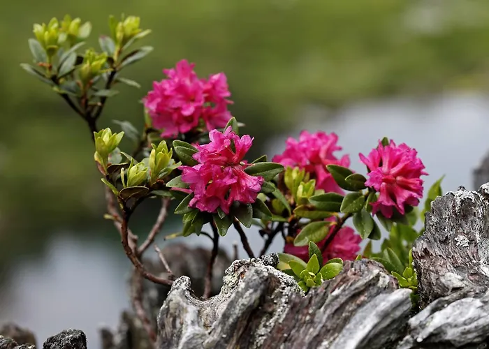 Fernerblick Lejlighed Neustift im Stubaital